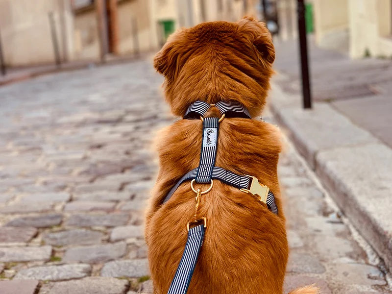 Dog wearing blue and white striped dog harness with gold hardware by French Bandit