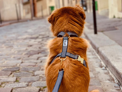 Dog wearing blue and white striped dog harness with gold hardware by French Bandit