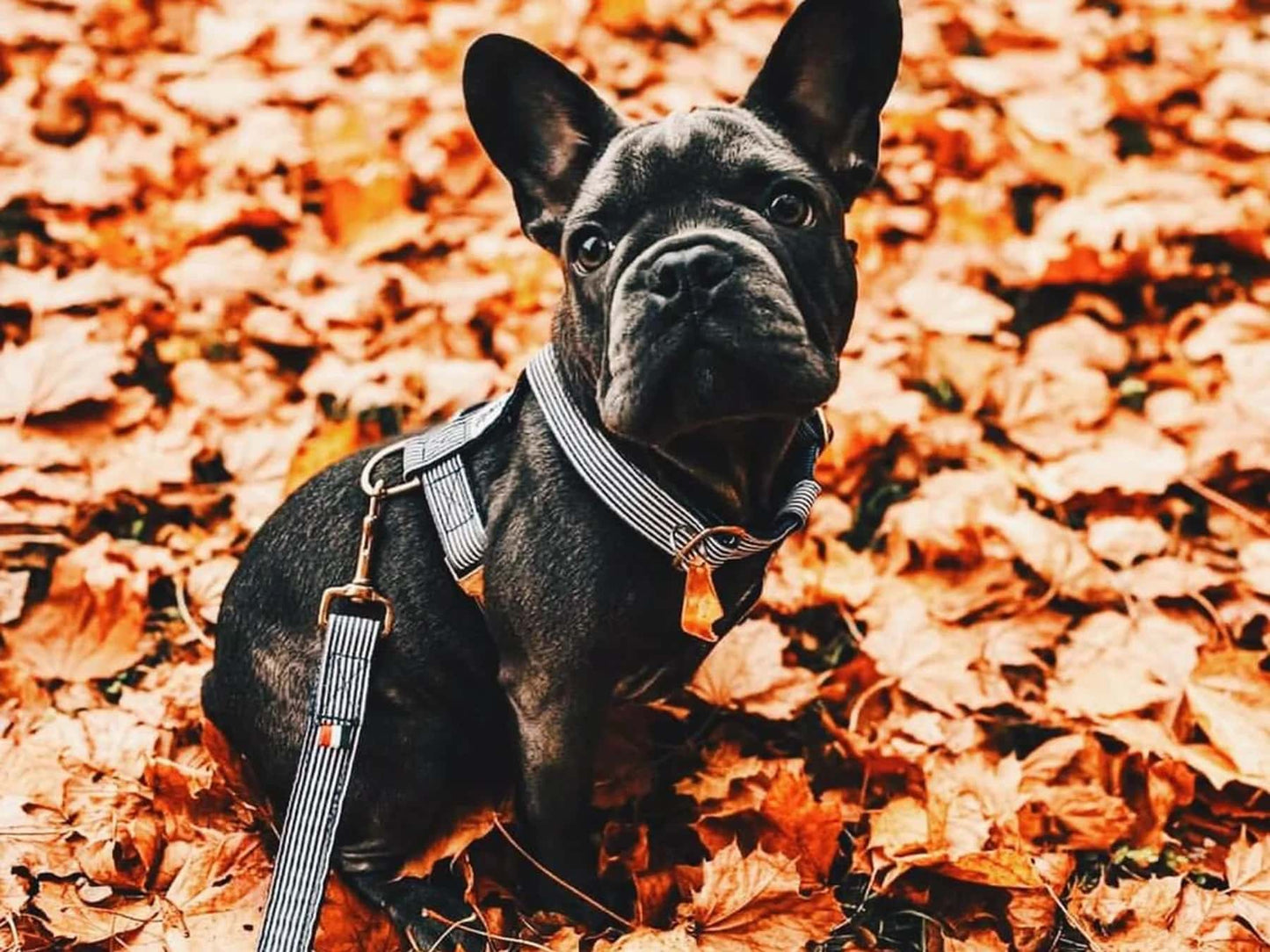 French Bulldog wearing blue and white striped dog harness with gold hardware by French Bandit