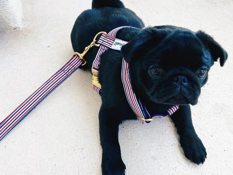 Dog wearing red, blue and white striped dog leash The French Banban with gold hardware by French Bandit