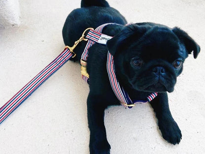 Dog wearing red, blue and white striped dog leash The French Banban with gold hardware by French Bandit