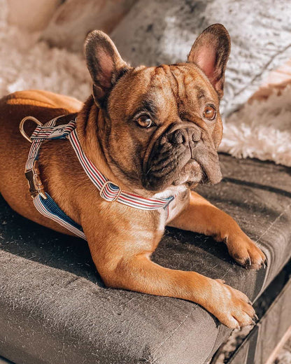 French Bulldog wearing red, white and blue striped harness with gold hardware by French Bandit