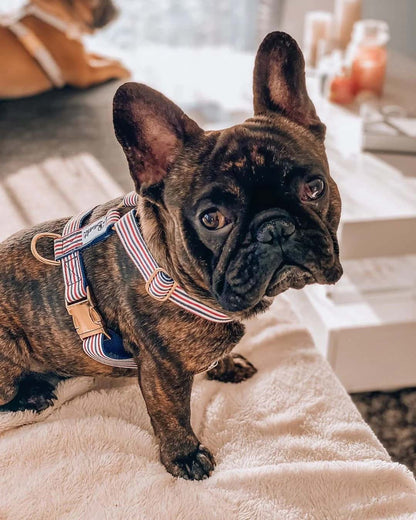 Black French Bulldog wearing red, white and blue striped harness with gold hardware by French Bandit