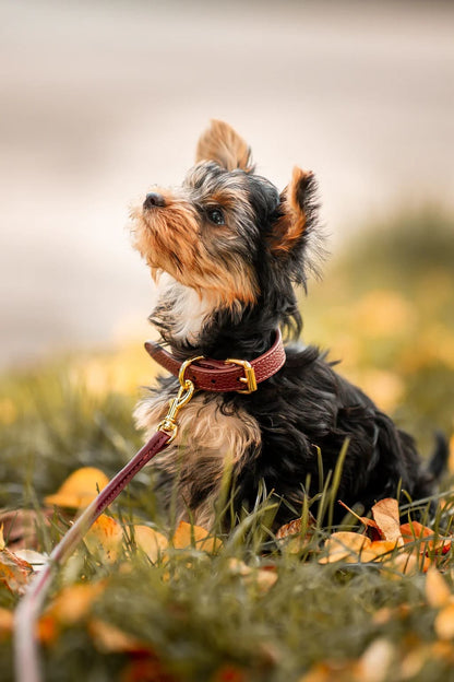 Dog wearing burgundy dog collar made from vegan leather with gold hardware