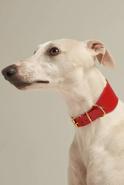Dog wearing wide leather dog collar in red with gold hardware