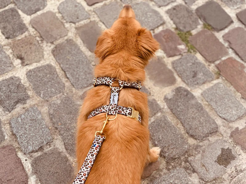 Dog wearing leopard printed dog leash Wild Wild Wouf with gold hardware by French Bandit