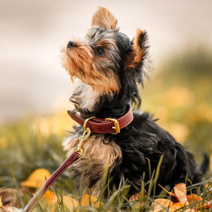 Yorkshire Terrier wearing a burgundy vegan leather collar and matching leash with gold hardware by Collar of Sweden – Yorkshire Terrier portant un collier et une laisse assortie en cuir végan couleur bordeaux avec accessoires dorés, signés Collar of Sweden – Yorkshire Terrier mit Halsband und passender Leine aus burgunderrotem veganem Leder mit goldener Beschläge von Collar of Sweden.