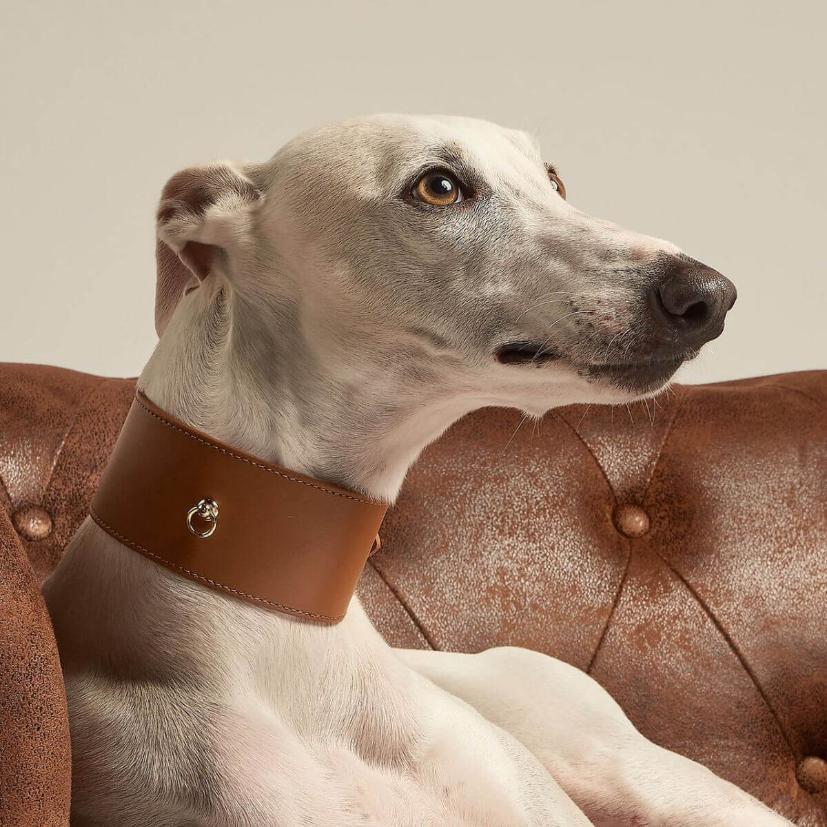 Elegant white greyhound wearing the Branni Pets wide tan leather collar while lounging on a leather sofa.
Eleganter weißer Windhund trägt das breite cognacfarbene Halsband von Branni Pets auf einem Ledersofa.
Lévrier blanc élégant portant le collier en cuir camel large de Branni Pets, allongé sur un canapé en cuir.