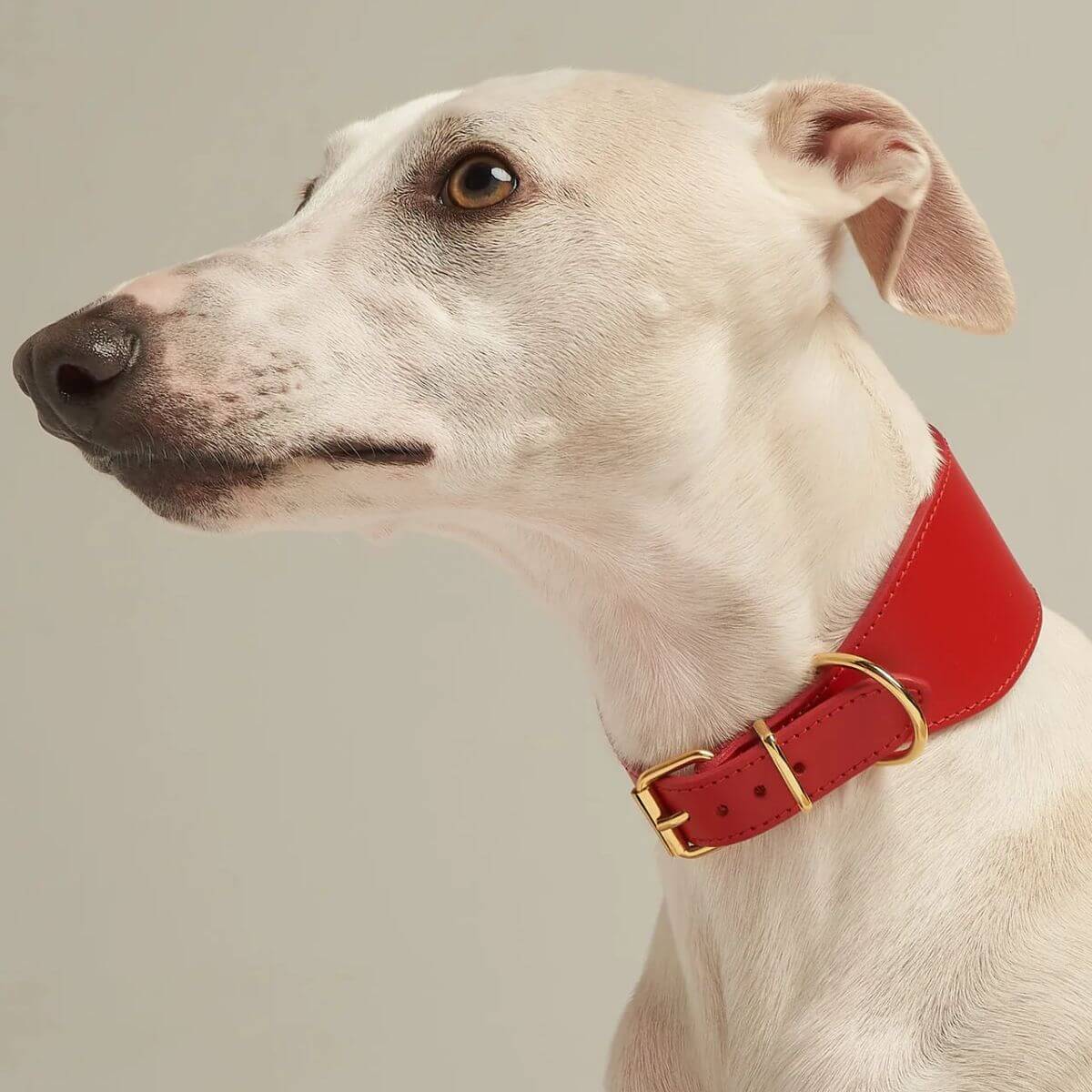 A white greyhound wears the red Branni Pets leather collar – a stylish and comfortable fit for dogs with slender or sensitive necks. Ein weißer Windhund trägt das rote Branni Pets Lederhalsband – stilvoll und bequem für Hunde mit zartem Hals. Un lévrier blanc porte le collier en cuir rouge Branni Pets – élégant et confortable pour les chiens au cou fin ou sensible.