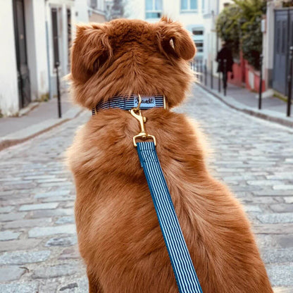 Dog wearing a French Bandit dog collar and leash in blue and white striped pattern, walking through a charming Parisian street. The collar features golden hardware and the French Bandit logo on the label. | Hund mit einem blau-weiß gestreiften Halsband und passender Leine von French Bandit, beim Spaziergang durch eine charmante Pariser Straße. Das Halsband hat goldene Details und das French Bandit-Logo. | Chien portant un collier et une laisse rayés bleu et blanc de la marque French Bandit, se promenant dan