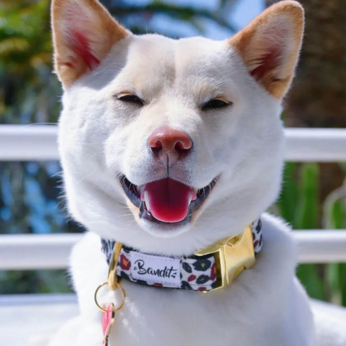 White dog wearing a leopard print dog collar with gold hardware by French Bandit, smiling in the sun – Chien blanc portant un collier imprimé léopard avec boucle dorée de la marque French Bandit, souriant au soleil – Weisser Hund mit Leopardenmuster-Halsband und goldener Schnalle von French Bandit, lächelnd in der Sonne.