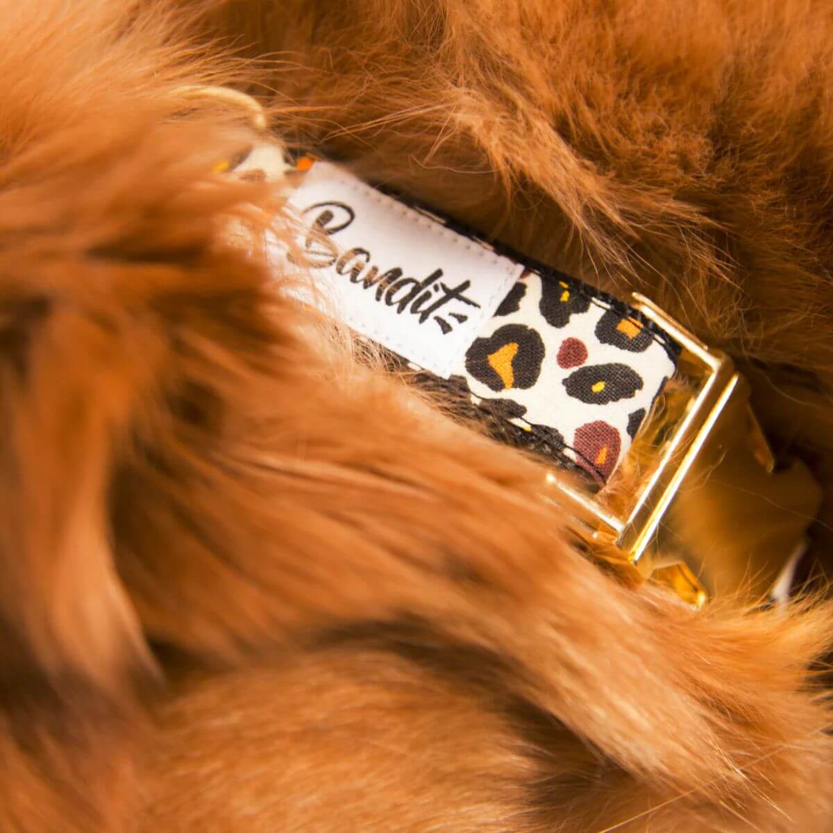 Close-up of leopard print dog collar with gold buckle by French Bandit, partially hidden under fur – Gros plan sur un collier pour chien imprimé léopard avec boucle dorée de French Bandit, partiellement caché sous la fourrure – Nahaufnahme eines Hundehalsbands mit Leopardenmuster und goldener Schnalle von French Bandit, teilweise unter dem Fell verborgen.