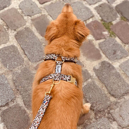 Dog wearing a French Bandit leopard print harness with matching leash and gold hardware, walking on a cobblestone street – bold and fashionable look. Hund mit French Bandit Hundegeschirr im Leopardenmuster und passender Leine mit goldenen Beschlägen auf Kopfsteinpflaster – auffälliger und modischer Look. Chien portant un harnais à imprimé léopard de French Bandit avec laisse assortie et finitions dorées sur rue pavée – style audacieux et tendance.
