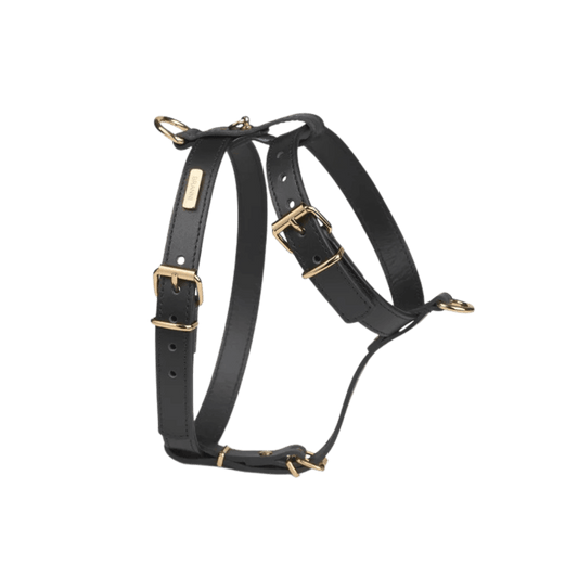 Branni Pets black leather dog harness with adjustable gold buckles, elegant and functional design | Schwarzes Branni Pets Hundegeschirr aus Leder mit verstellbaren goldenen Schnallen – elegant und funktional | Harnais noir en cuir pour chien Branni Pets avec boucles dorées réglables – design chic et pratique