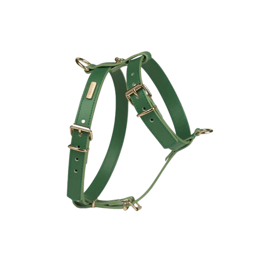 Branni Pets green leather dog harness with adjustable straps and golden hardware. Premium design for comfort and fit. — Branni Pets Hundegeschirr aus grünem Leder mit verstellbaren Riemen und goldener Schnalle. — Harnais pour chien en cuir vert Branni Pets avec sangles ajustables et détails dorés.