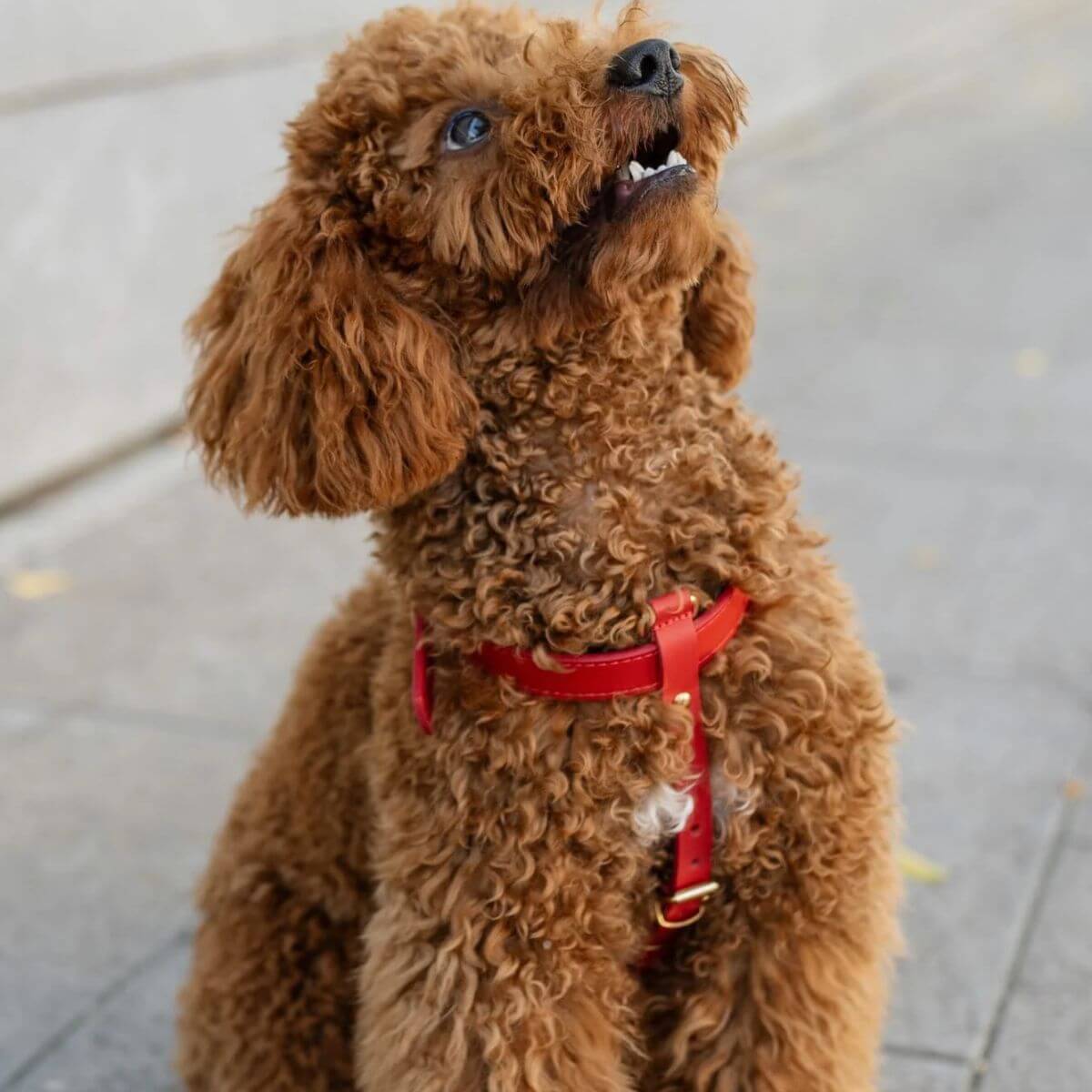 Red leather dog harness by Branni Pets on a curly brown poodle sitting on a city sidewalk – ideal for stylish walks. Rotes Hundegeschirr aus Leder von Branni Pets an einem lockigen braunen Pudel auf dem Bürgersteig – perfekt für stilvolle Spaziergänge. Harnais pour chien rouge en cuir de Branni Pets porté par un caniche bouclé brun assis sur un trottoir – idéal pour des promenades élégantes.
