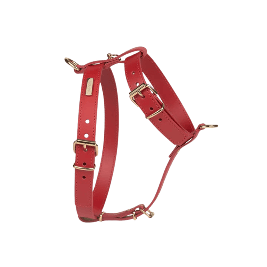 Elegant red leather dog harness from Branni Pets with gold-tone buckles – adjustable, chic, and perfect for small to medium-sized dogs. Elegantes rotes Hundegeschirr aus Leder von Branni Pets mit goldfarbenen Schnallen – verstellbar, schick und ideal für kleine bis mittelgroße Hunde. Harnais rouge élégant en cuir de Branni Pets avec boucles dorées – réglable, chic et parfait pour les chiens de petite à moyenne taille.