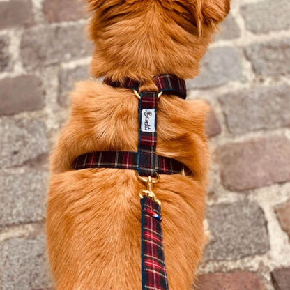 Dog wearing a French Bandit red tartan dog harness with matching leash on a cobblestone street – stylish and coordinated urban look. Hund mit French Bandit Hundegeschirr im roten Tartan-Muster und passender Leine auf Kopfsteinpflaster – stilvoller und abgestimmter City-Look. Chien portant un harnais pour chien French Bandit à motif tartan rouge avec laisse assortie sur rue pavée – look urbain chic et coordonné.