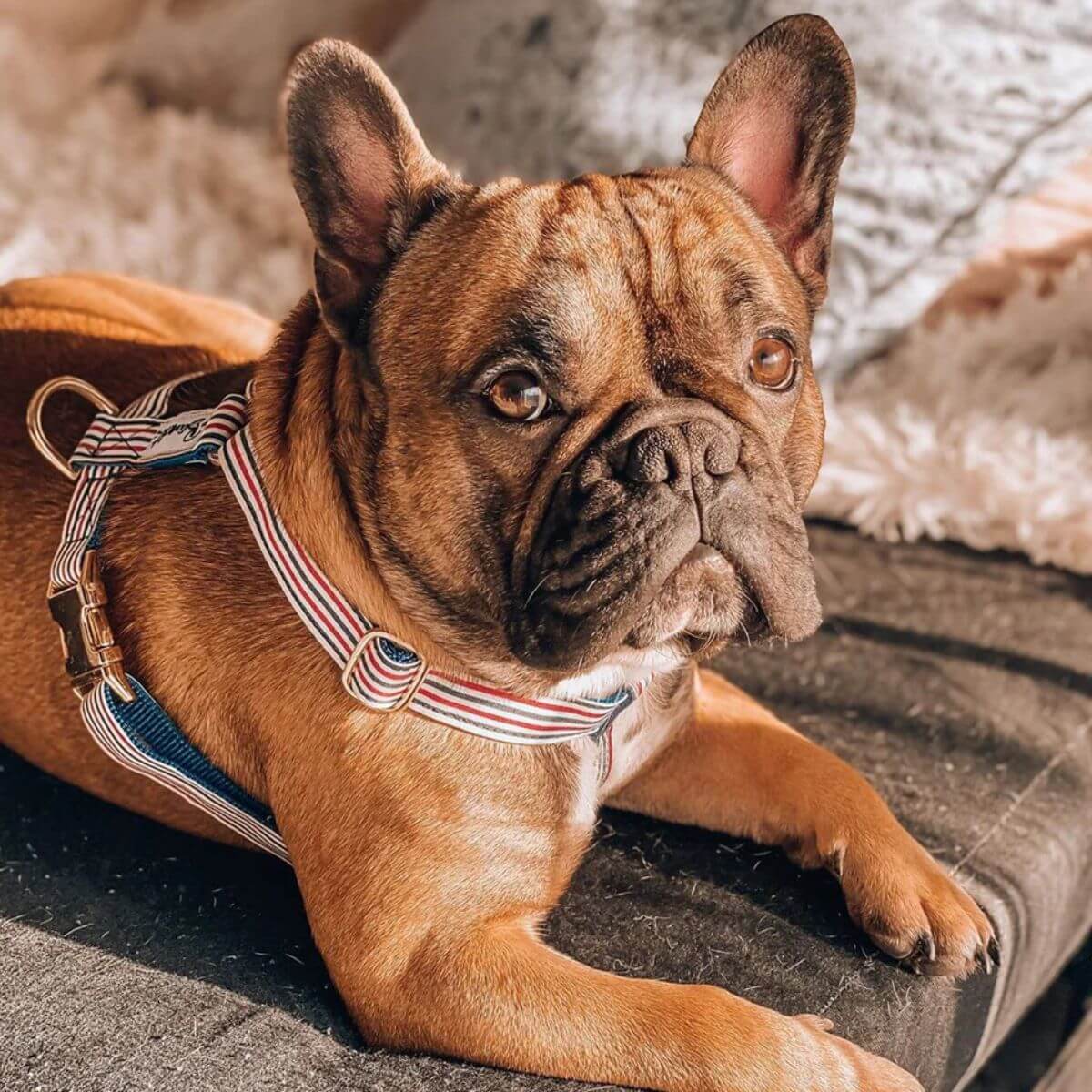 Fawn French bulldog lounging indoors wearing a red, white, and blue striped French Bandit harness – relaxed and stylish at home. Hellbraune Französische Bulldogge entspannt sich im Innenraum mit French Bandit Hundegeschirr in Rot-Weiß-Blau – stilvoll und gemütlich zu Hause. Bouledogue français fauve allongé à l’intérieur portant un harnais rayé rouge, blanc et bleu de French Bandit – confort et élégance à la maison.