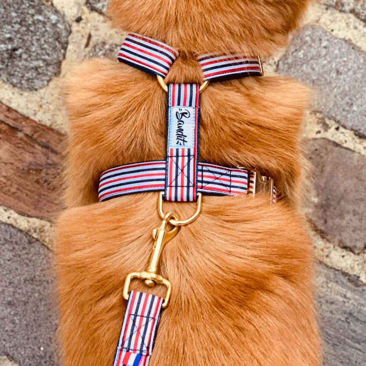 Dog wearing a red, white, and blue striped harness with matching leash by French Bandit, viewed from above on a cobblestone street – polished and coordinated. Hund mit French Bandit Hundegeschirr und passender Leine in Rot-Weiß-Blau von oben auf Kopfsteinpflaster gesehen – stilvoll und abgestimmt. Chien portant un harnais rayé rouge, blanc et bleu avec laisse assortie de French Bandit, vu de dessus sur une rue pavée – look soigné et harmonieux.