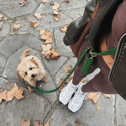 Top-down view of a fluffy dog on a walk with the green Branni Pets leash clipped to a matching bag. – Draufsicht eines flauschigen Hundes beim Spaziergang mit der grünen Branni Pets Leine, befestigt an einer passenden Tasche. – Vue de dessus d’un chien en promenade avec la laisse verte Branni Pets attachée à un sac assorti.