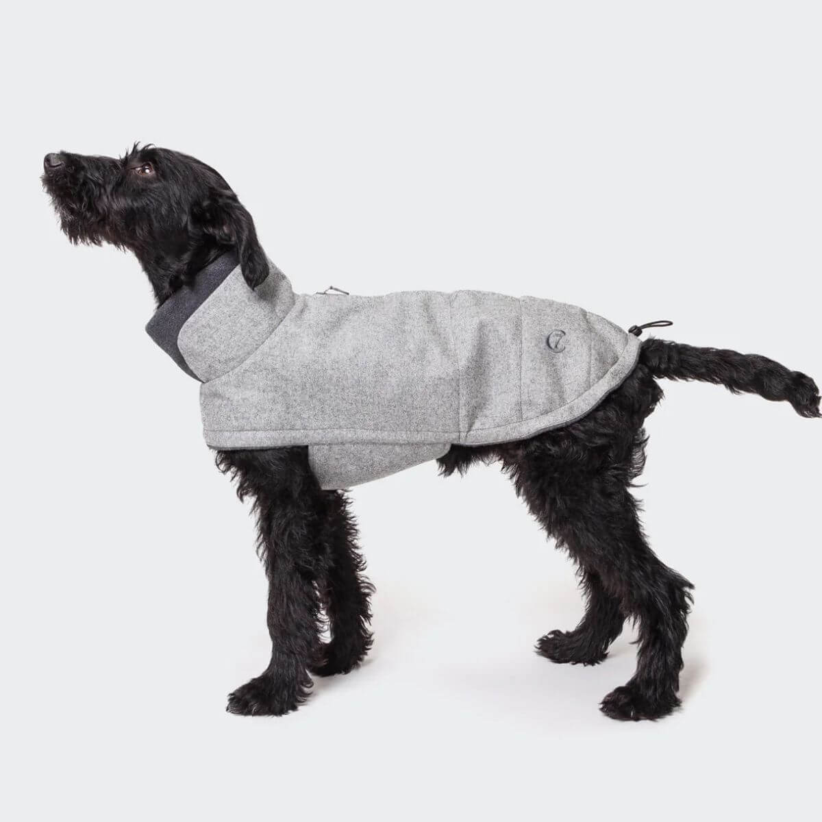 Black dog modeling the grey Cloud7 dog winter coat, designed for warmth and style. | Schwarzer Hund trägt den grauen Wintermantel von Cloud7 – warm und stilvoll. | Chien noir portant le manteau d’hiver gris de Cloud7, conçu pour chaleur et élégance.