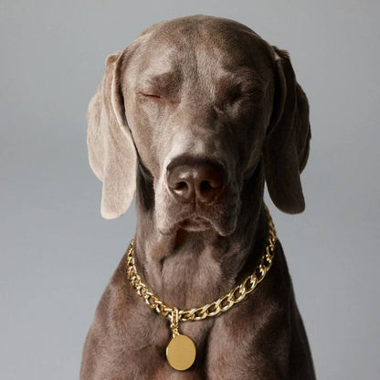 The Animals dog wearing chunky gold curb chain necklace with oval pendant, studio portrait.
Hund mit goldener The Animals Panzerkette und ovalem Anhänger, Studioaufnahme.
Chien portant le collier gourmette doré The Animals avec médaillon ovale, portrait en studio.