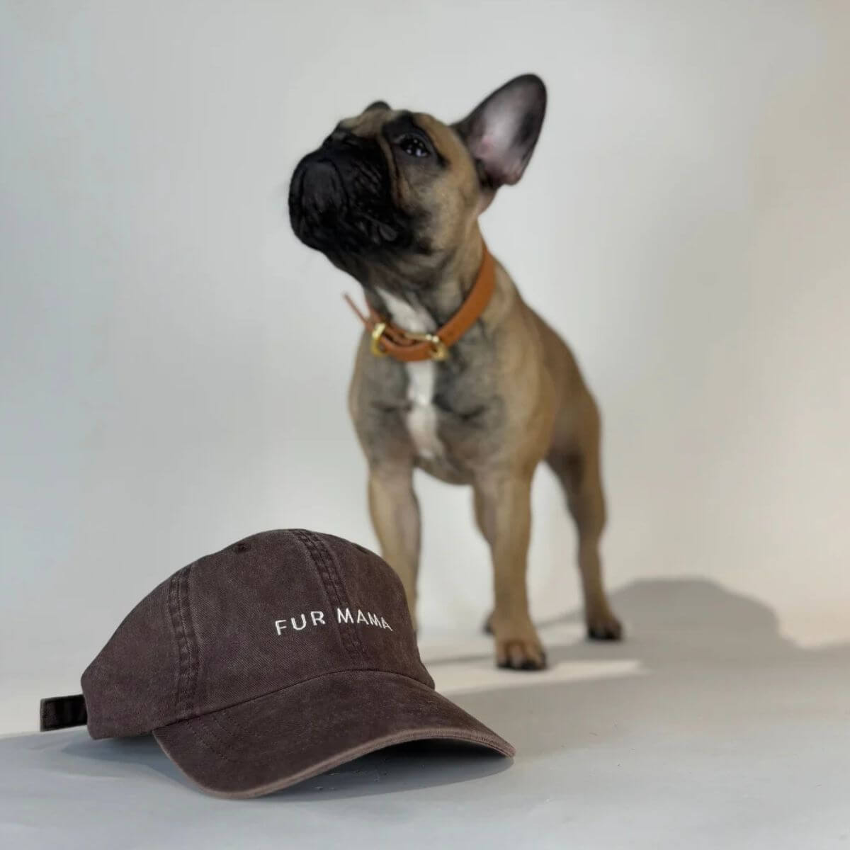 'Fur Mama' baseball cap by Collar of Sweden with a French Bulldog in the background / Casquette 'Fur Mama' de Collar of Sweden avec un bouledogue français en arrière-plan / 'Fur Mama' Baseballkappe von Collar of Sweden mit einem Französischen Bulldogge im Hintergrund